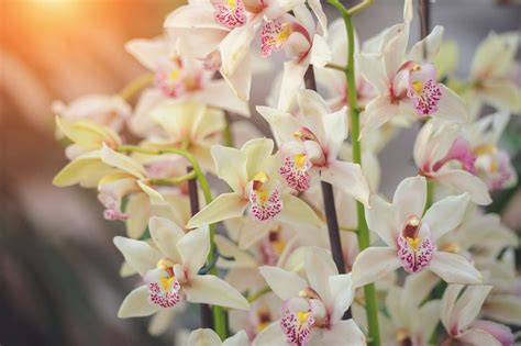 Orchid Flower Types