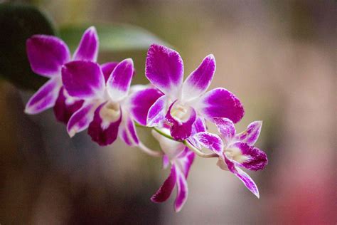 Orchid Flower Uses