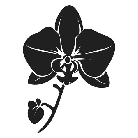 Orchid Flower Vector