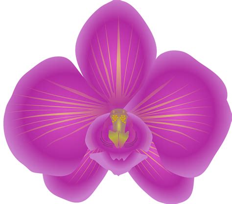 Orchid Flower Vector Free Download