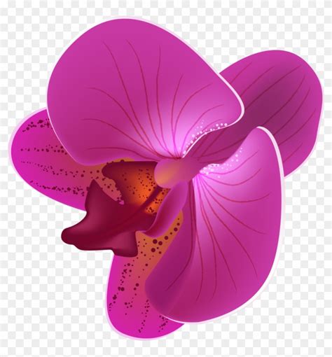 Orchid Flower Vector Png