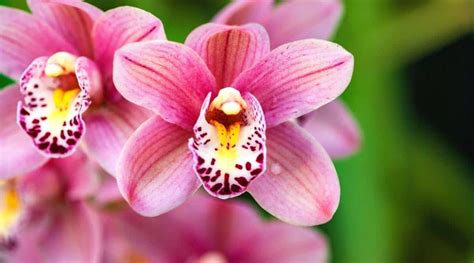 Orchid Flower Video