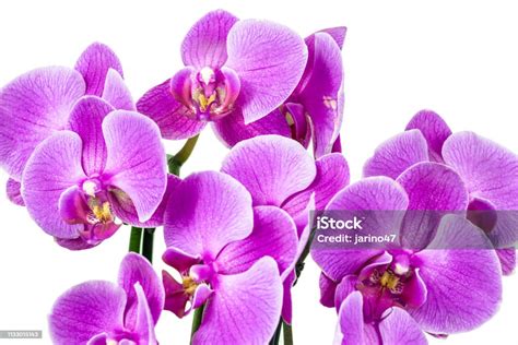 Orchid Flower Violet
