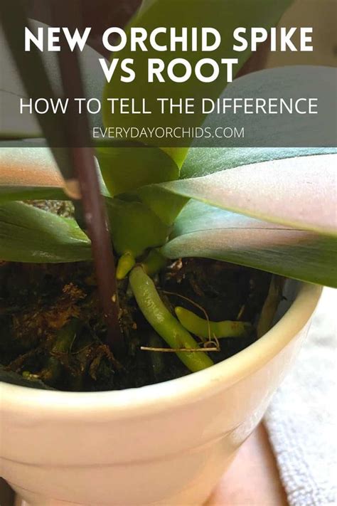 Orchid Flower Vs Root