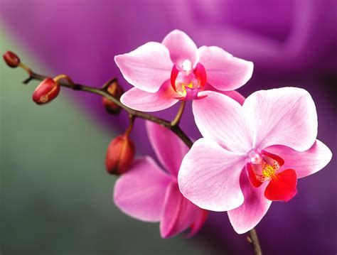Orchid Flower Wallpaper Free Download