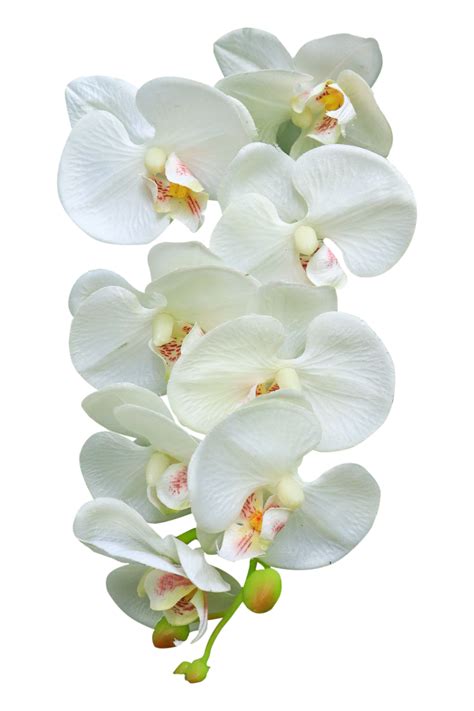 Orchid Flower White Background