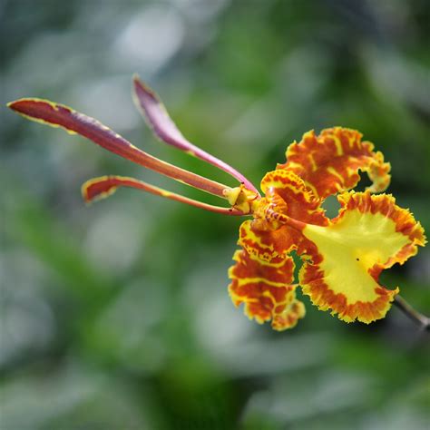 Orchid Flower Wiki