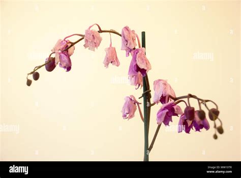 Orchid Flower Withering
