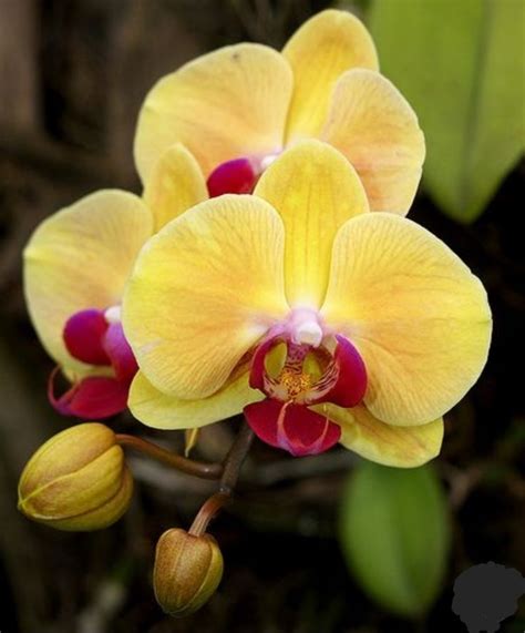 Orchid Flower Yellow