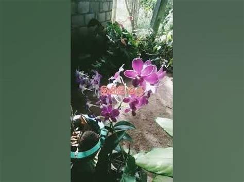 Orchid Flower Youtube