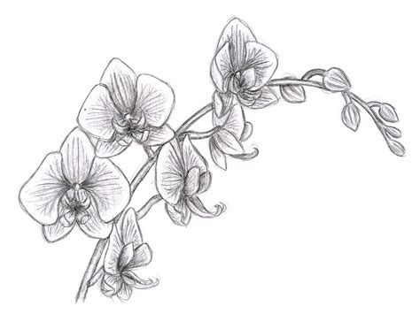 Orchid Flowers Drawing