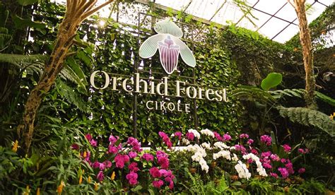 Orchid Forest