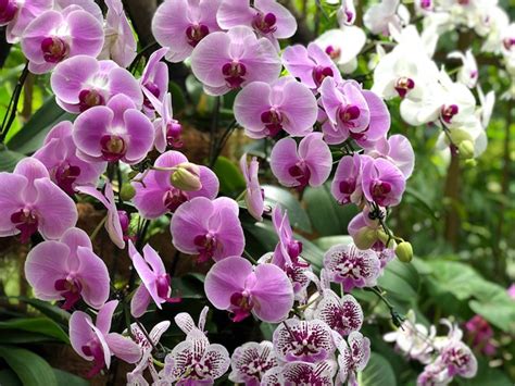 Orchid Fun Facts