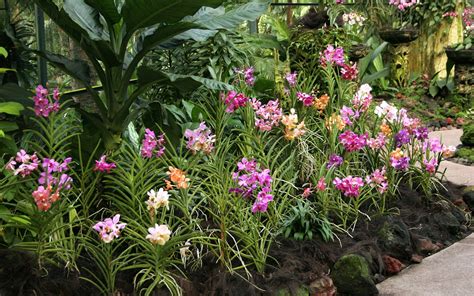 Orchid Garden