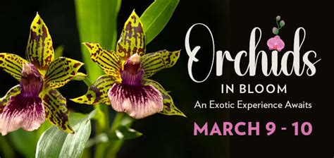 Orchid Garden Events
