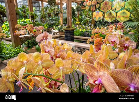 Orchid Garden In Usa