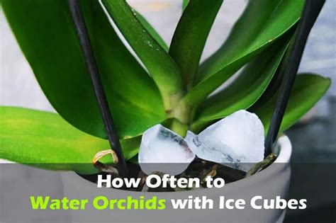 Orchid Ice Cube