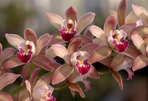 Orchid Images Flowers