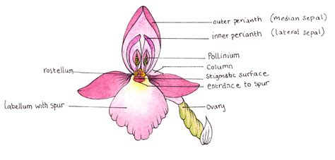 Orchid Labelled Diagram