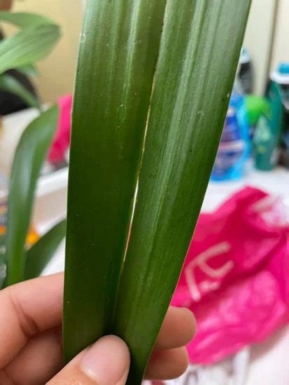 Orchid Leaves Splitting