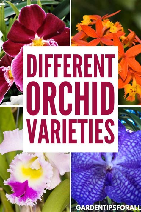 Orchid List