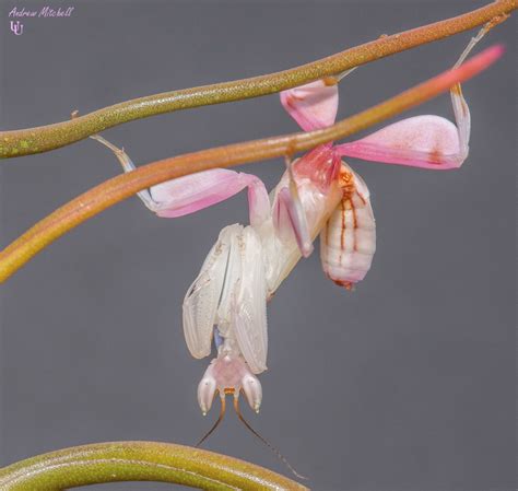 Orchid Mantis