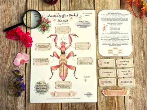 Orchid Mantis Anatomy