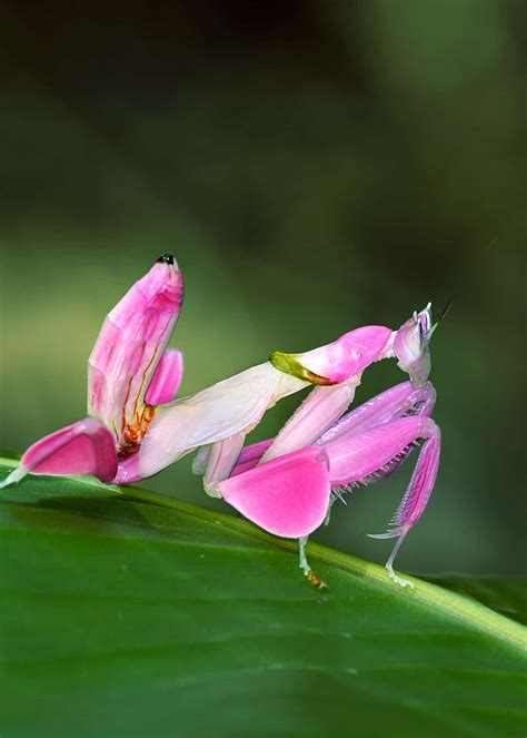 Orchid Mantis For