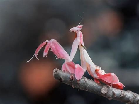 Orchid Mantis Pet
