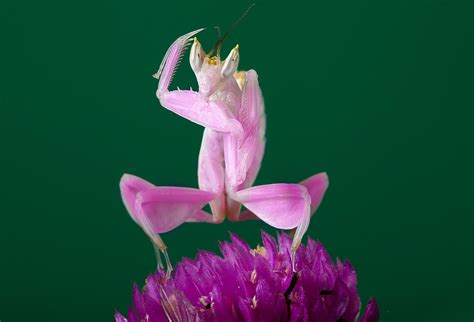 Orchid Mantis Pink