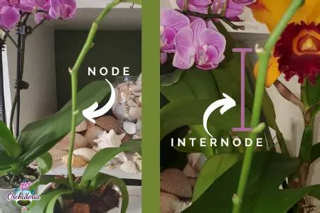 Orchid Node Picture