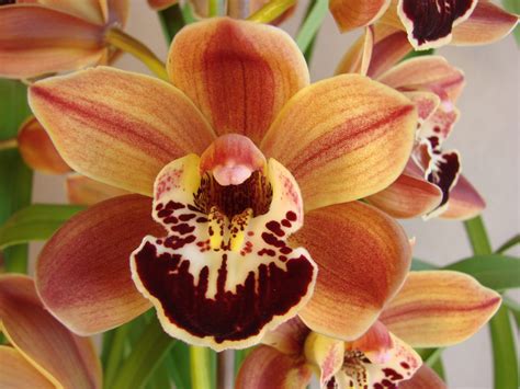 Orchid Nursery Perth