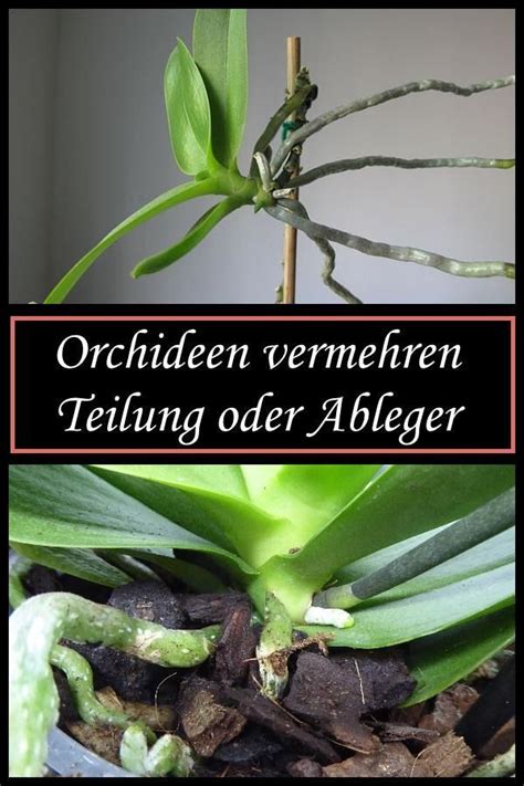 Orchid Offshoots
