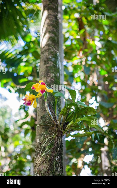 Orchid On Tree Bark