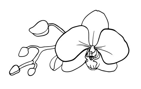 Orchid Outline
