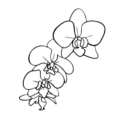 Orchid Outline Images