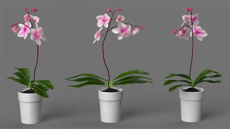 Orchid Plant 3d Model