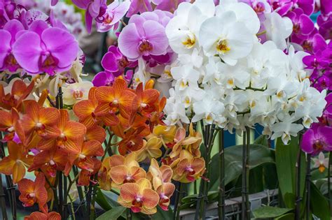 Orchid Plant Colors