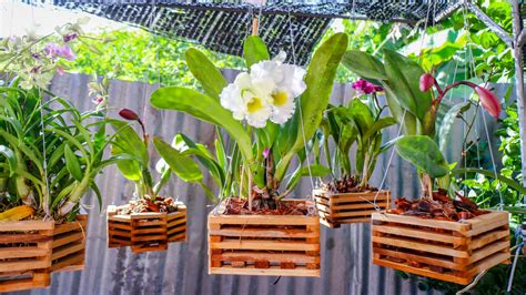 Orchid Plant Containers