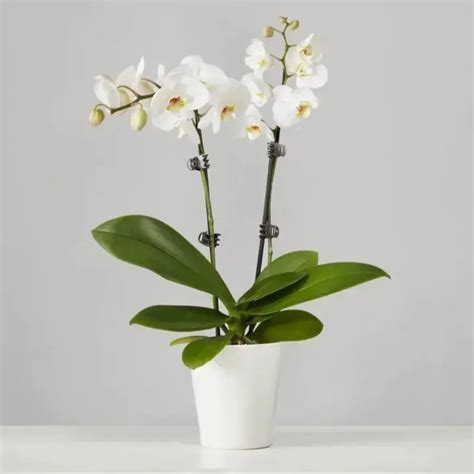 Orchid Plant Edmonton