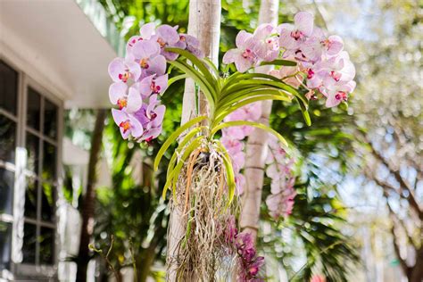 Orchid Plant How To Grow