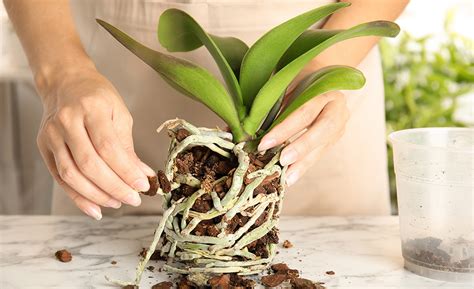 Orchid Plant How To Take Care