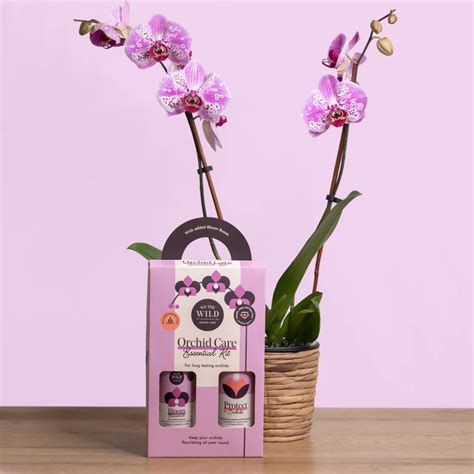 Orchid Plant Kit