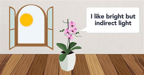 Orchid Plant Light Requirements