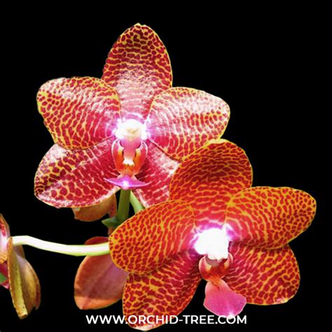 Orchid Plant Ms