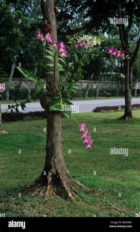 Orchid Plant On Tree