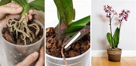 Orchid Plant Propagation