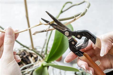 Orchid Plant Pruning