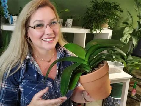 Orchid Plant Questions