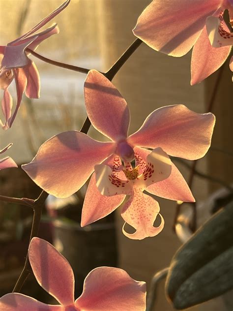 Orchid Plant Sunlight